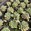 [PACK of 10 PLANTS] x Echeveria 'Californica Queen'