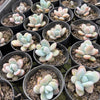 [PACK of 10 PLANTS] x  Echeveria 'Snow Beauty'