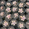 [PACK of 10 PLANTS] x  Graptopetalum Amethystinum (Lavender Pebbles)