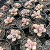 [PACK of 10 PLANTS] x  Graptopetalum Amethystinum (Lavender Pebbles)