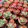 [PACK of 10 PLANTS] x Echeveria 'Bump'