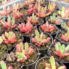 [PACK of 10 PLANTS] x  Pachyveria 'Red Banana'