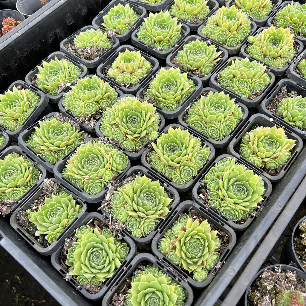 Sempervivum 'Atlanticum' (CLUSTER) – LET LOVE GROW (Succulent & Cactus)