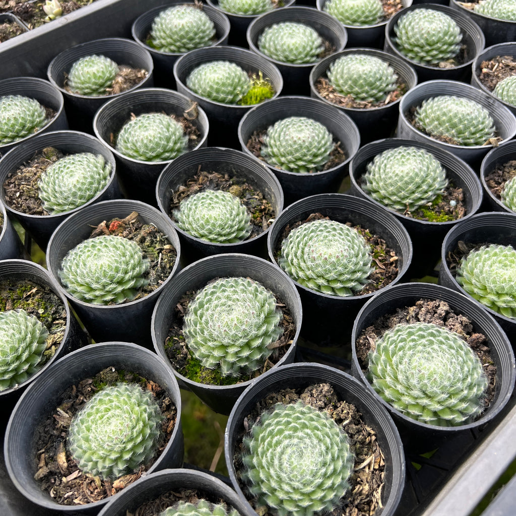 [PACK of 10 PLANTS] x Sempervivum ciliosum var. borisii