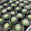 [PACK of 10 PLANTS] x Sempervivum ciliosum var. borisii