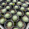 [PACK of 10 PLANTS] x Sempervivum ciliosum var. borisii