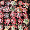 [PACK of 10 PLANTS] x Echeveria Heart Delight