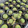 [PACK of 10 PLANTS] x  Sempervivum ‘Emmchen’