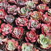 [PACK of 10 PLANTS] x Echeveria Heart Delight