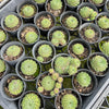 [PACK of 10 PLANTS] x  Sempervivum ‘Emmchen’