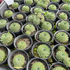 [PACK of 10 PLANTS] x  Sempervivum ‘Emmchen’