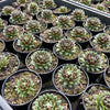 [PACK of 10 PLANTS] x Sempervivum 'Spring Beauty'