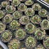 [PACK of 10 PLANTS] x Sempervivum 'Spring Beauty'