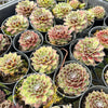 [PACK of 10 PLANTS] x Sempervivum 'Skrocki's Beauty'