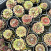 [PACK of 10 PLANTS] x Sempervivum 'Skrocki's Beauty'