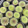 [PACK of 10 PLANTS] x Sempervivum 'Skrocki's Beauty'