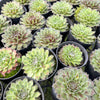 [PACK of 10 PLANTS] x Sempervivum 'Skrocki's Beauty'