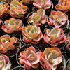 Echeveria Beyonce Rainbow Variegated