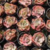 Echeveria Beyonce Rainbow Variegated