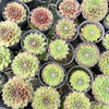 [PACK of 10 PLANTS] x Sempervivum 'Skrocki's Beauty'