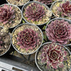 [PACK of 10 PLANTS] x Sempervivum 'Reward'
