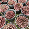 [PACK of 10 PLANTS] x Sempervivum 'Reward'