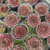 [PACK of 10 PLANTS] x Sempervivum 'Reward'