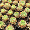 [PACK of 10 PLANTS] x Echeveria 'Elation' ( aka. Ech. Tippy)