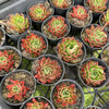 [PACK of 10 PLANTS] x  Echeveria agavoides 'Miranda'