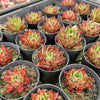 [PACK of 10 PLANTS] x  Echeveria agavoides 'Miranda'