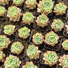 [PACK of 10 PLANTS] x Echeveria 'Elation' ( aka. Ech. Tippy)