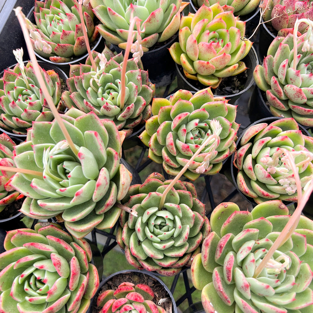 [PACK of 10 PLANTS] x  Echeveria 'Mocha'