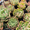 [PACK of 10 PLANTS] x  Echeveria 'Mocha'