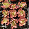 [PACK of 10 PLANTS] x Echeveria 'Takasago no Okina' (Takasago's old man)