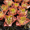 [PACK of 10 PLANTS] x Echeveria 'Takasago no Okina' (Takasago's old man)