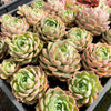 [PACK of 10 PLANTS] x Echeveria 'Hyalina Rose'