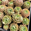 [PACK of 10 PLANTS] x Echeveria 'Hyalina Rose'