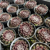 [PACK of 10 PLANTS] x Sempervivum 'Pacific Feather Power'