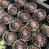 [PACK of 10 PLANTS] x Sempervivum 'Pacific Feather Power'