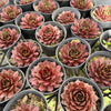 [PACK of 10 PLANTS] x Sempervivum 'Marland's Beauty'