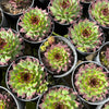 [PACK of 10 PLANTS] x Sempervivum caucasicum (w/1 pup)