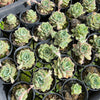 [PACK of 10 PLANTS] x Echeveria 'Californica Queen'