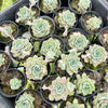 [PACK of 10 PLANTS] x Echeveria 'Californica Queen'