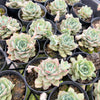 [PACK of 10 PLANTS] x Echeveria 'Californica Queen'