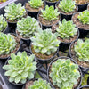 [PACK of 10 PLANTS] x Sempervivum 'Atlanticum' (CLUSTER)