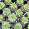 [PACK of 10 PLANTS] x Sempervivum 'Atlanticum' (CLUSTER)
