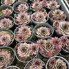 [PACK of 10 PLANTS] x Sempervivum calcareum 'Atropurpureum'
