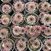 [PACK of 10 PLANTS] x Sempervivum calcareum 'Atropurpureum'