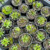 [PACK of 10 PLANTS] x Sempervivum 'Oddity'