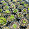 [PACK of 10 PLANTS] x Sempervivum 'Oddity'